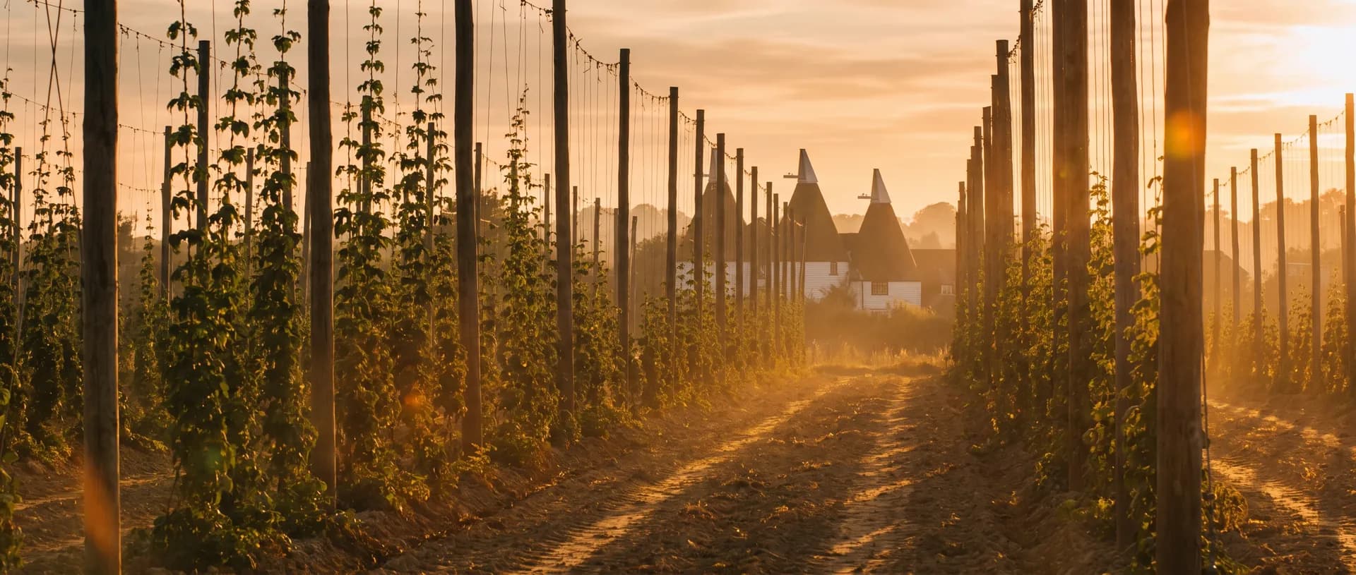 Kent hop field with oast houses at golden hour, near Cranbrook, Kent