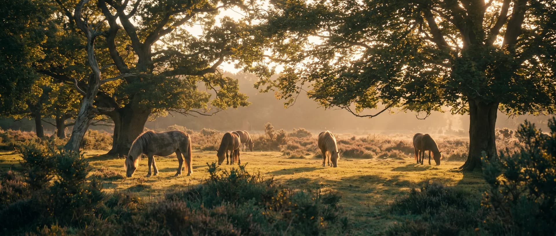 New Forest wild ponies at golden hour, near Dummer, Hampshire
